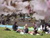 20100403-121116-hanami.jpg